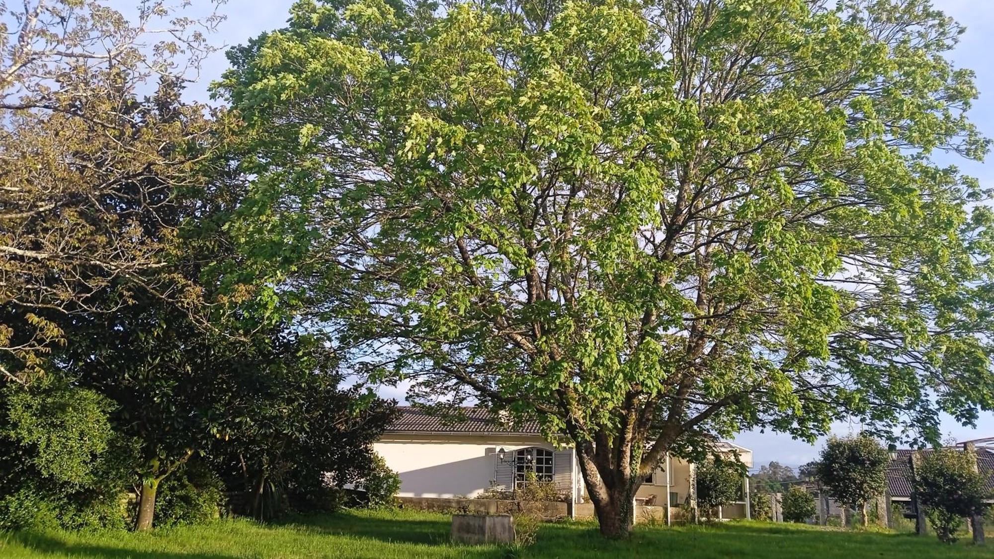 La Maison D'Abelleira ปอนเตอเรอัส ภายนอก รูปภาพ
